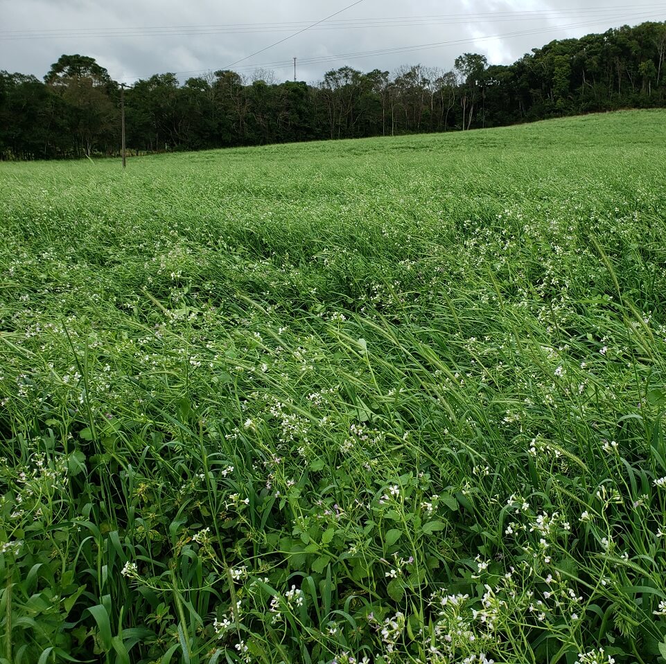 Mix de Adubação Verde – AVR01